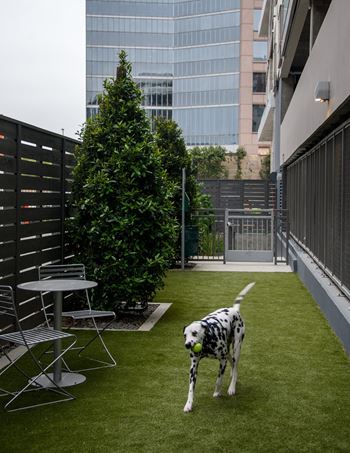 Dalmatian dog